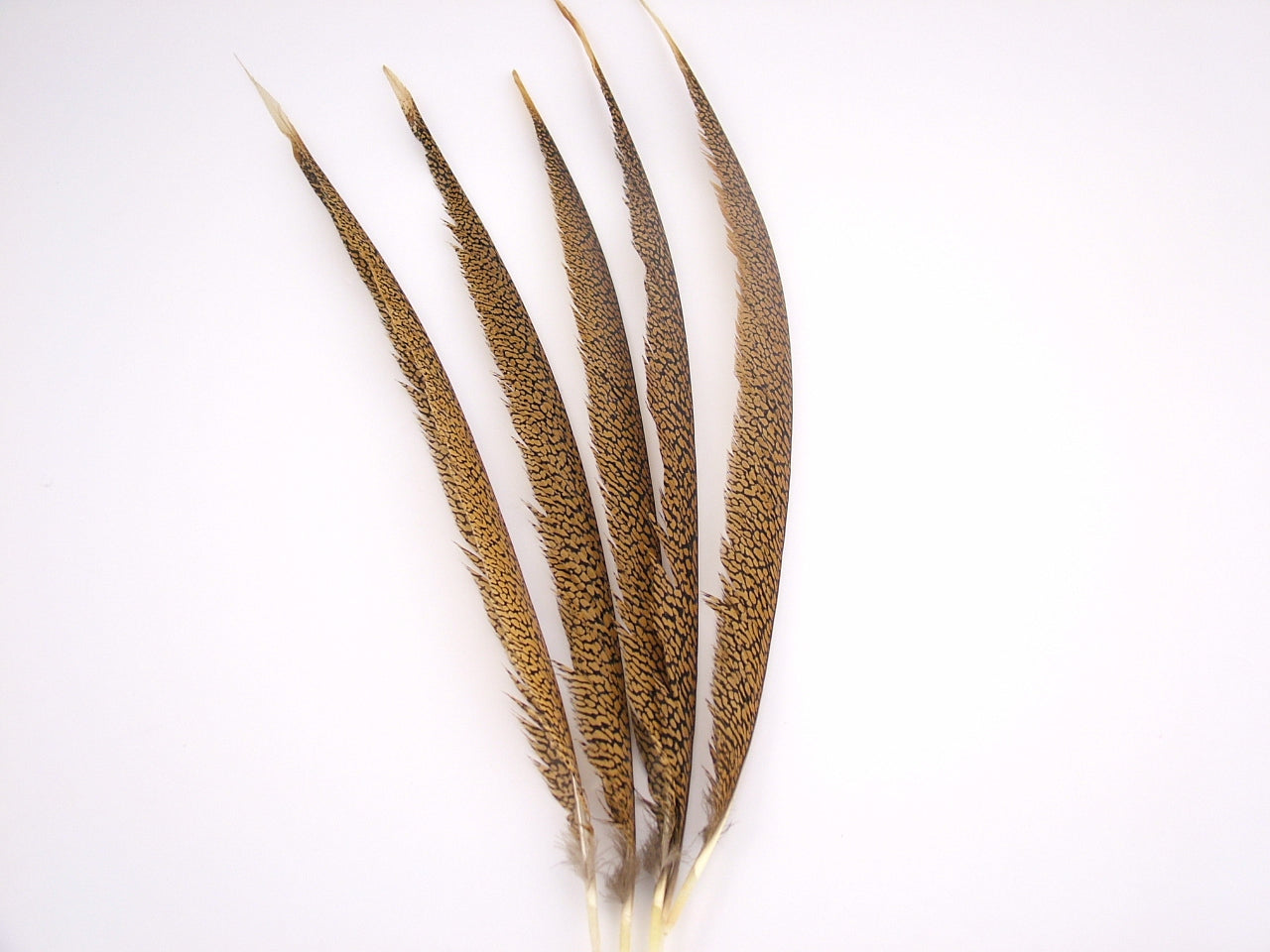 Golden Pheasant Centre Tail Feather
