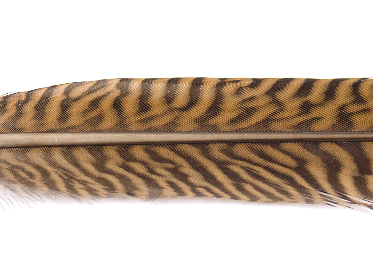 Golden Pheasant Side Tail Feather