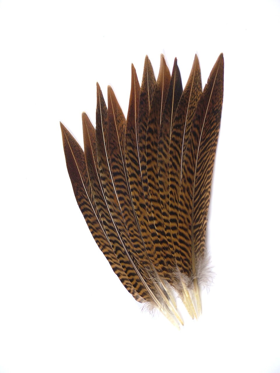 Golden Pheasant Side Feather