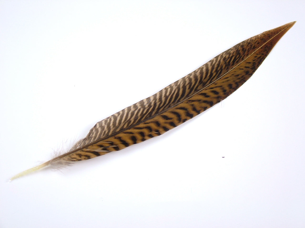 Golden Pheasant Side Tail Feather