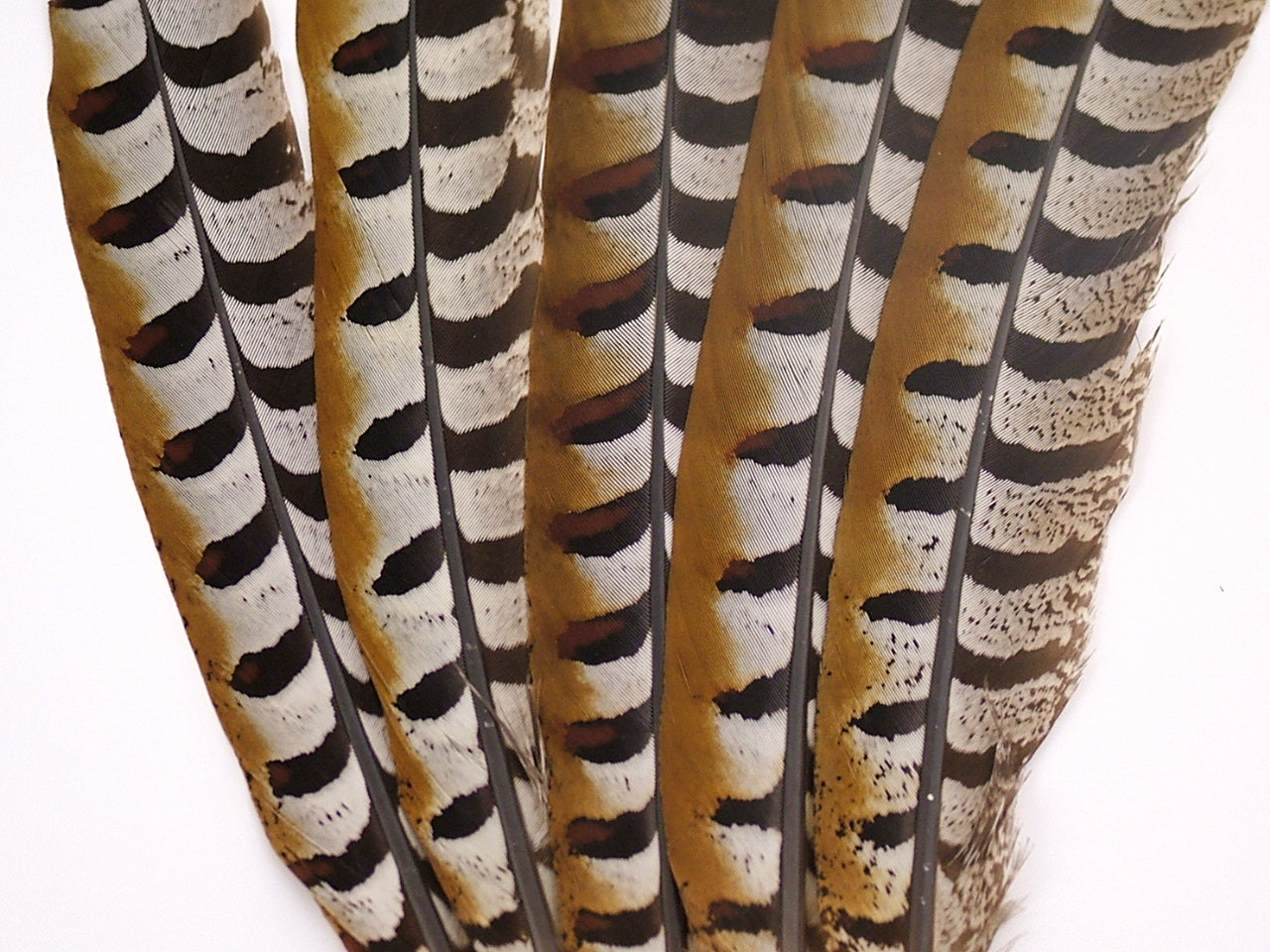Reeves Pheasant Tail Feather