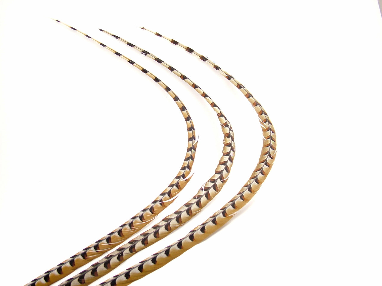 Reeves Pheasant Tail Feather