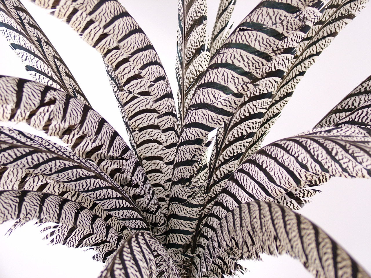 Lady Amherst Pheasant Centre Tail Feather