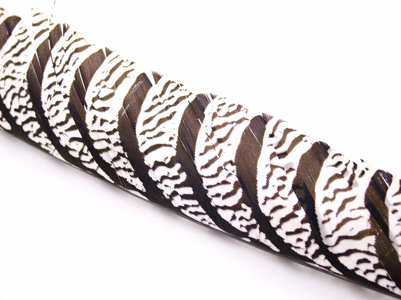 Lady Amherst Pheasant Centre Tail Feather