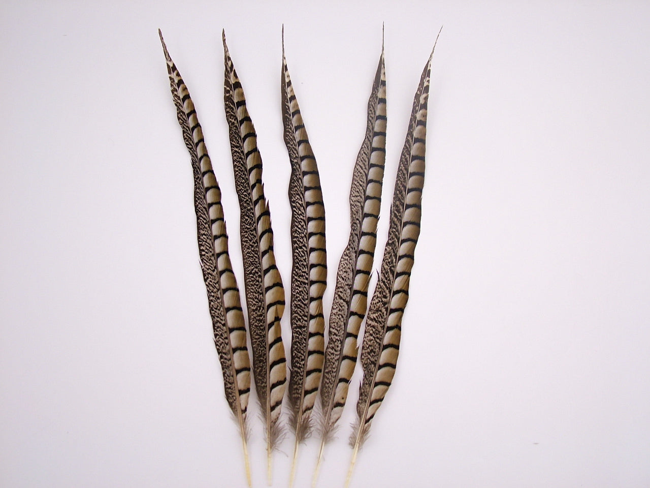 Lady Amherst Pheasant Side Tail Feather