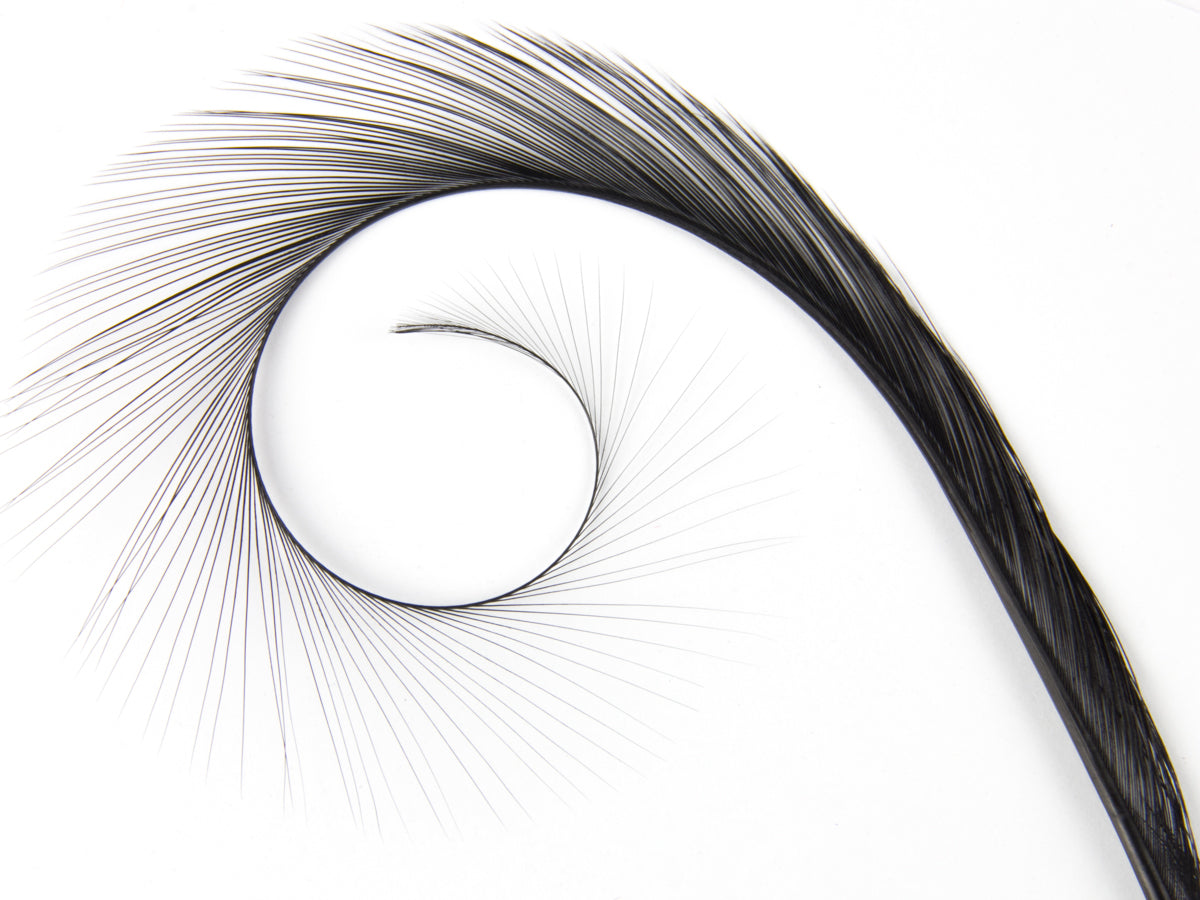 Burnt Curled Ringneck Pheasant Feather Black