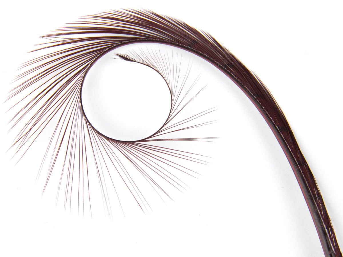 Burnt Curled Ringneck Pheasant Feather Burgundy