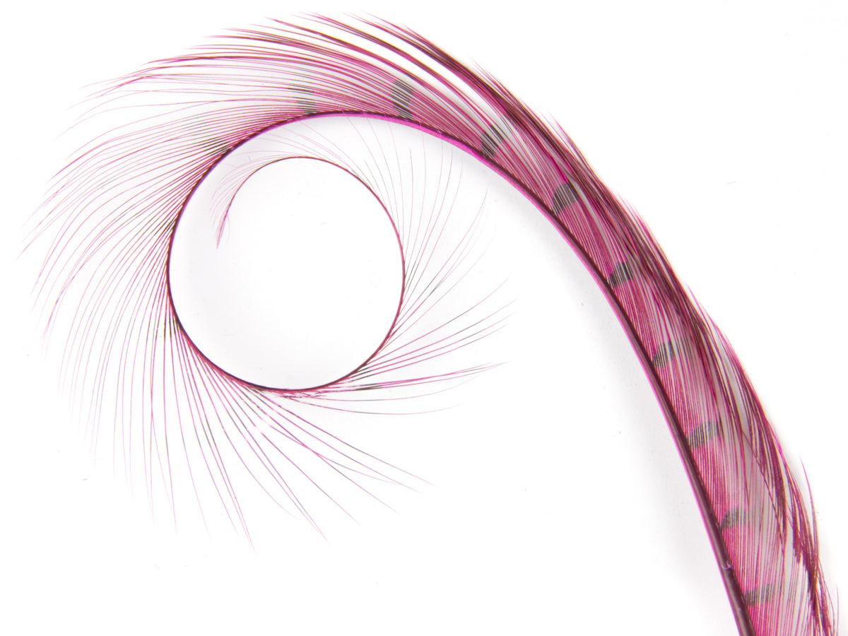 Burnt Curled Ringneck Pheasant Feather Shocking Pink