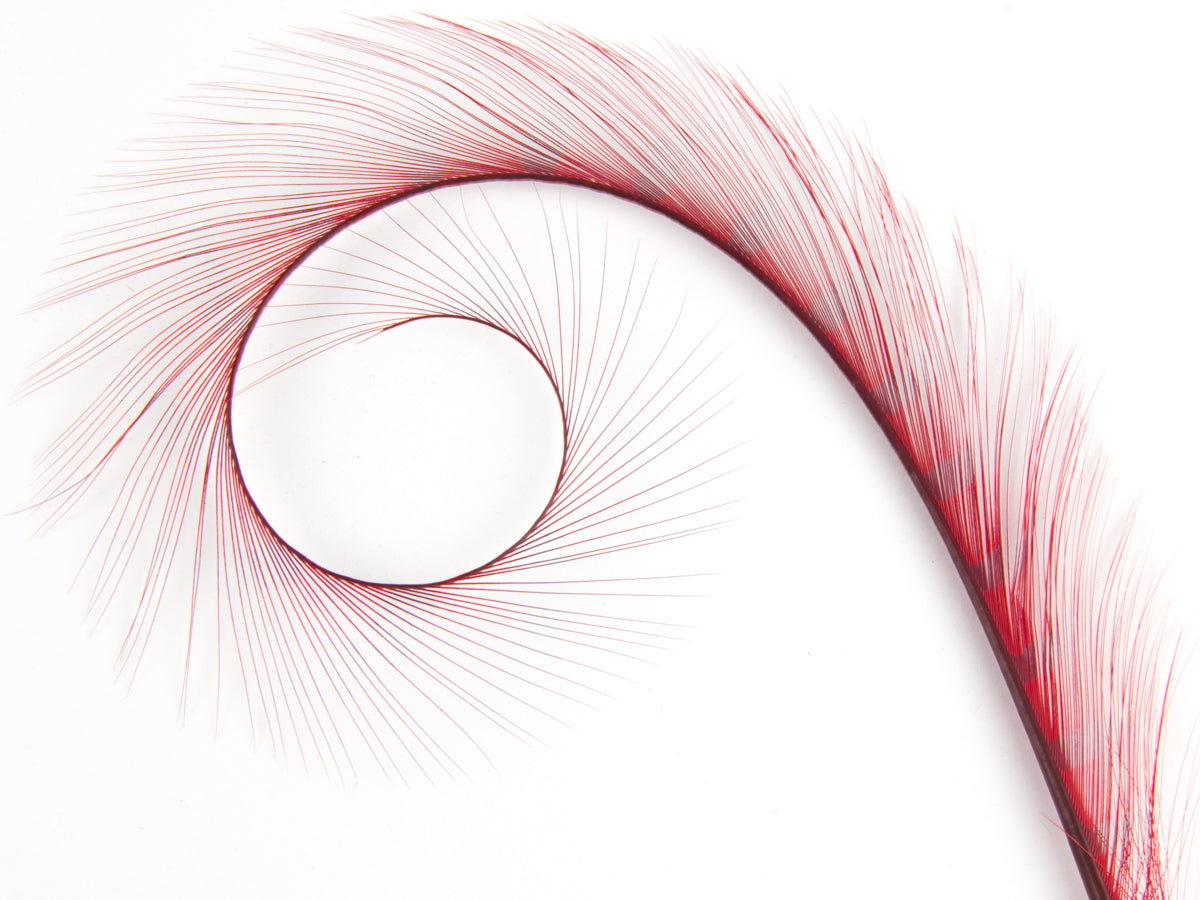 Burnt Curled Ringneck Pheasant Feather Red