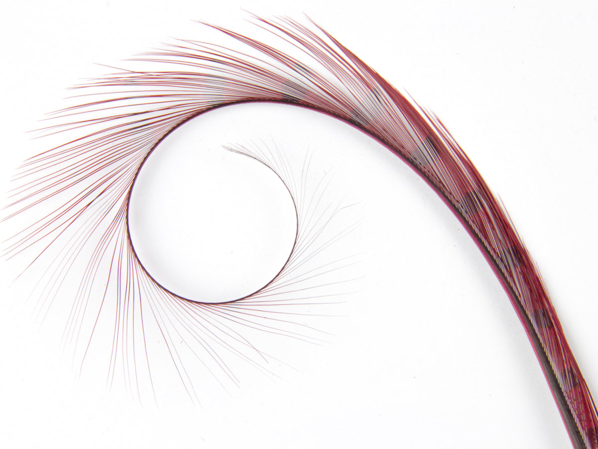 Burnt Curled Ringneck Pheasant Feather Wine