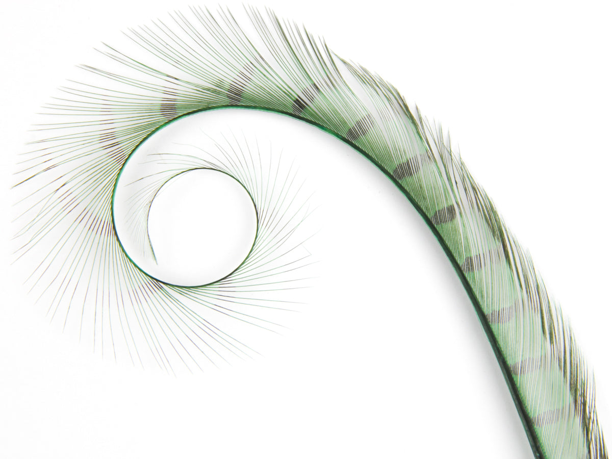Burnt Curled Ringneck Pheasant Feather Emerald