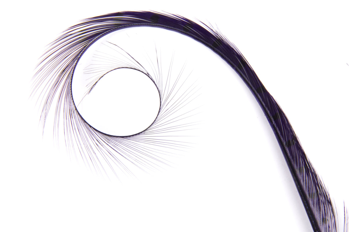 Burnt Curled Ringneck Pheasant Feather Purple