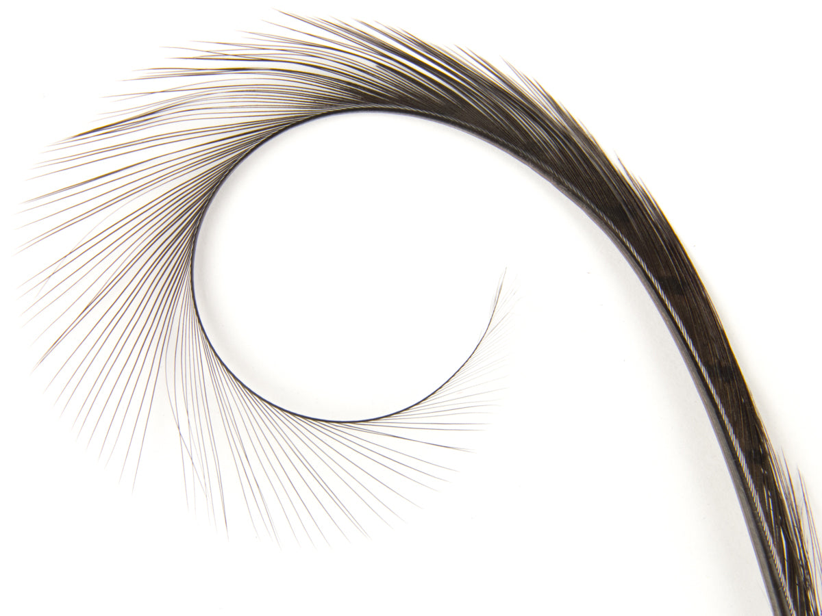 Burnt Curled Ringneck Pheasant Feather Chocolate