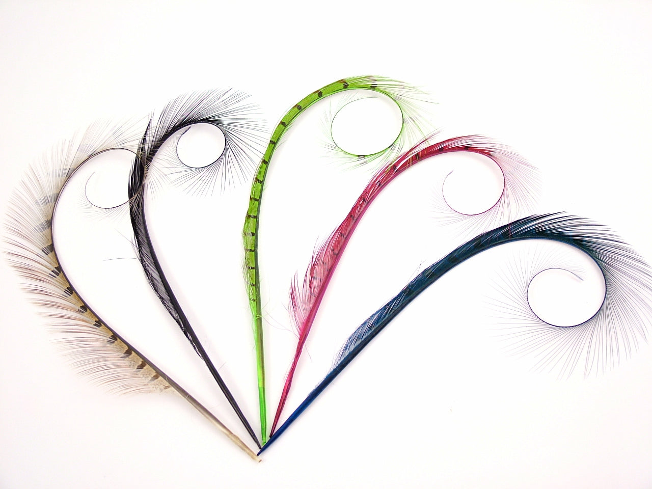 Burnt Curled Ringneck Pheasant Feather