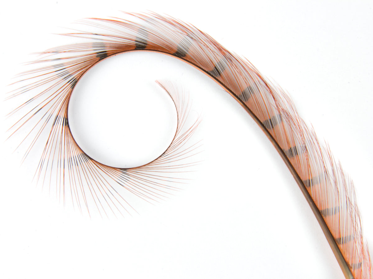 Burnt Curled Ringneck Pheasant Feather Orange