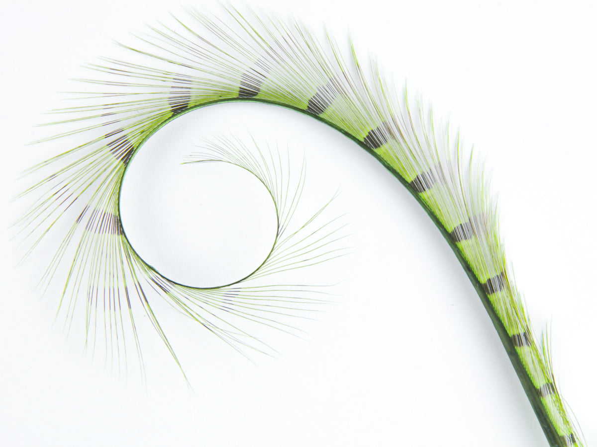 Burnt Curled Ringneck Pheasant Feather Lime