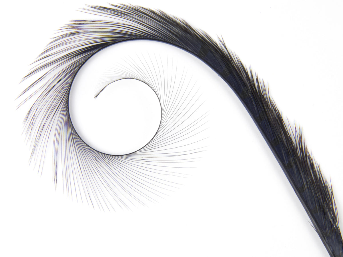 Burnt Curled Ringneck Pheasant Feather Navy