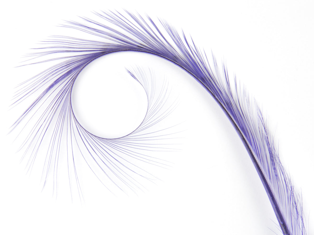Burnt Curled Ringneck Pheasant Feather Lilac