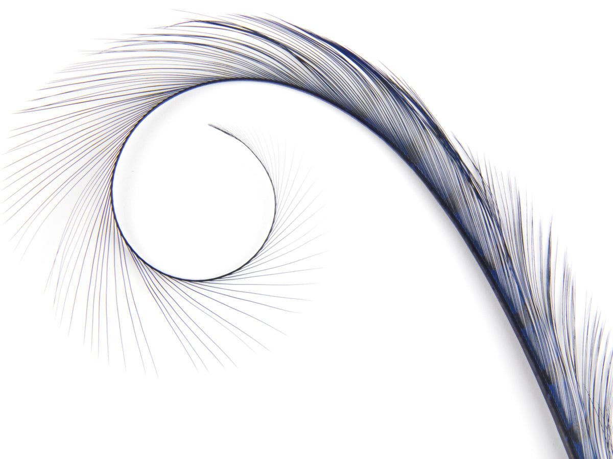 Burnt Curled Ringneck Pheasant Feather Royal