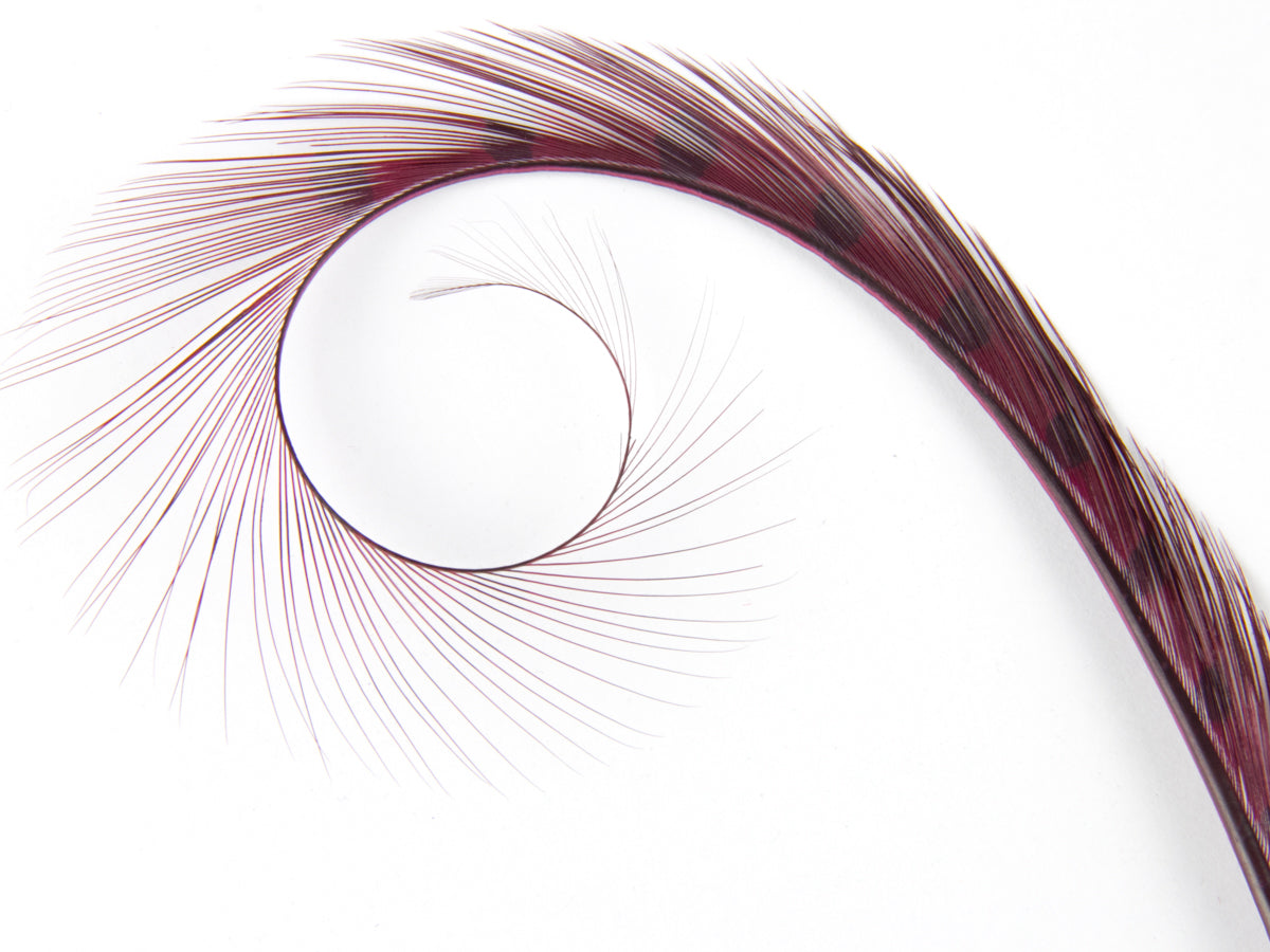 Burnt Curled Ringneck Pheasant Feather Fuchsia