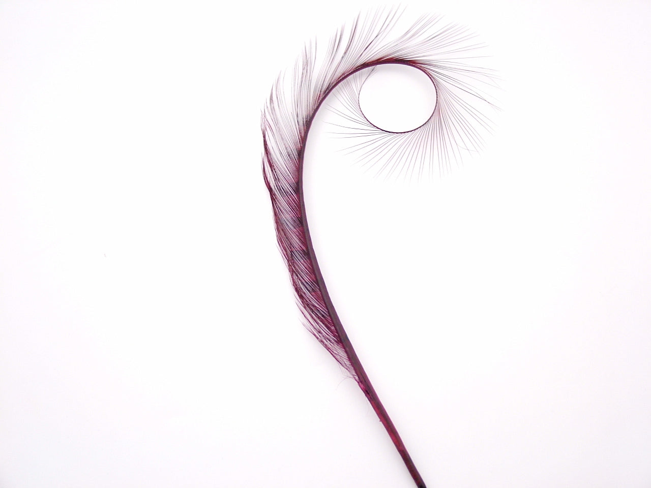 Burnt Curled Ringneck Pheasant Feather