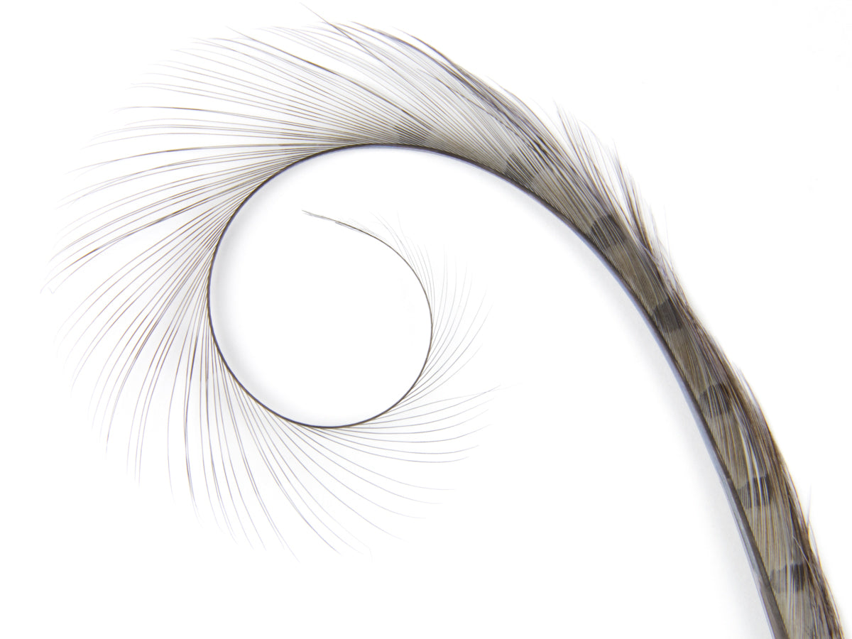 Burnt Curled Ringneck Pheasant Feather Grey