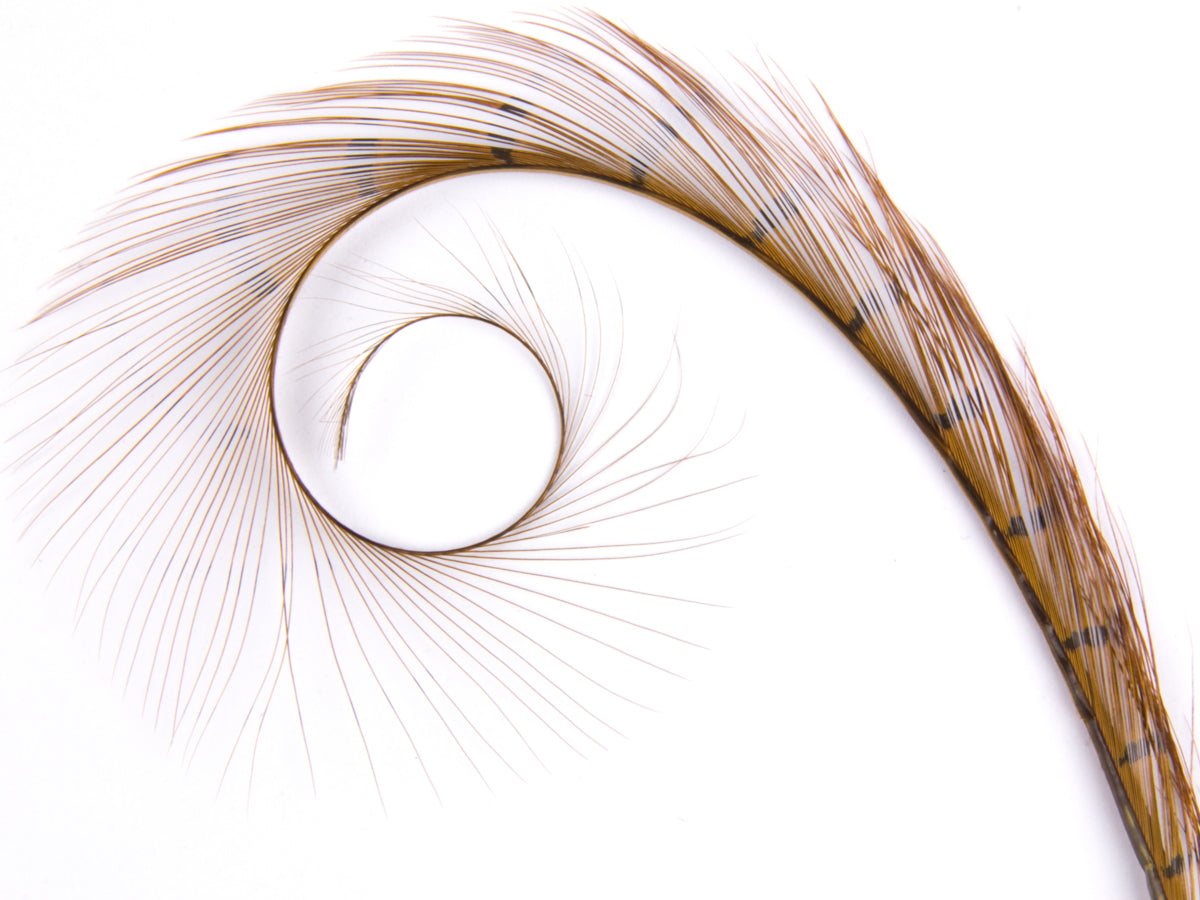 Burnt Curled Ringneck Pheasant Feather Gold