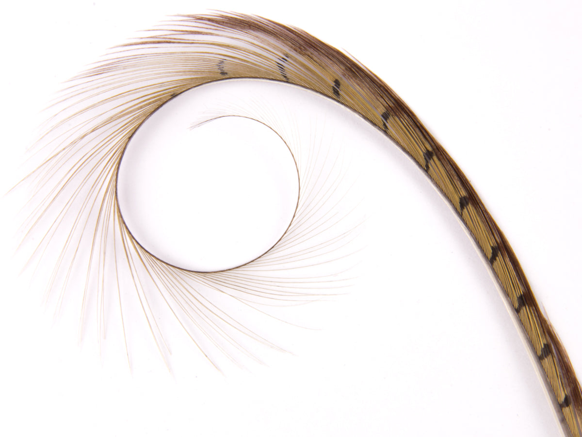 Burnt Curled Ringneck Pheasant Feather Natural (Pheasant)