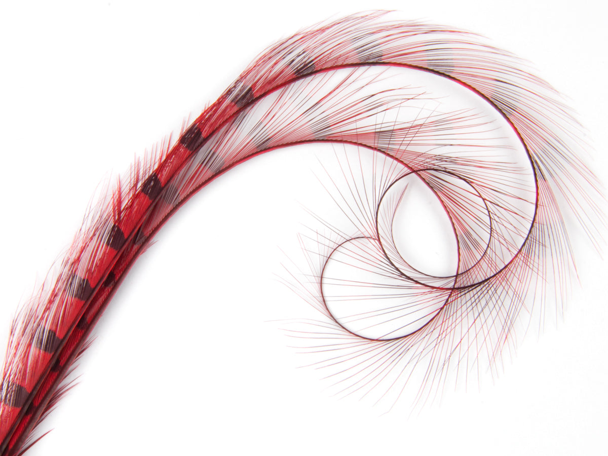 Burnt Curled Double Ringneck Pheasant Feather Red