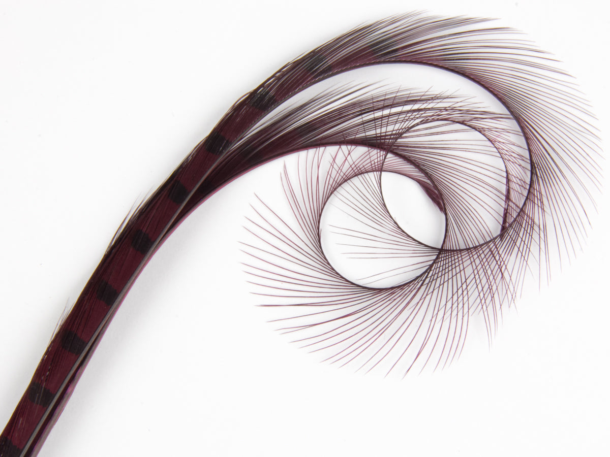 Burnt Curled Double Ringneck Pheasant Feather Wine