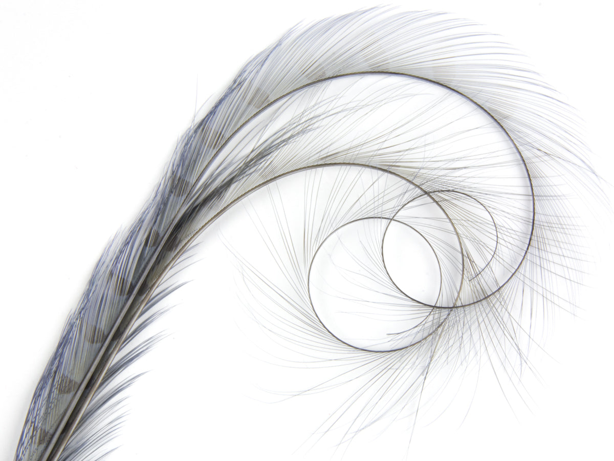 Burnt Curled Double Ringneck Pheasant Feather Grey