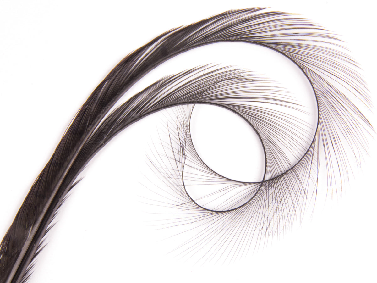 Burnt Curled Double Ringneck Pheasant Feather Chocolate
