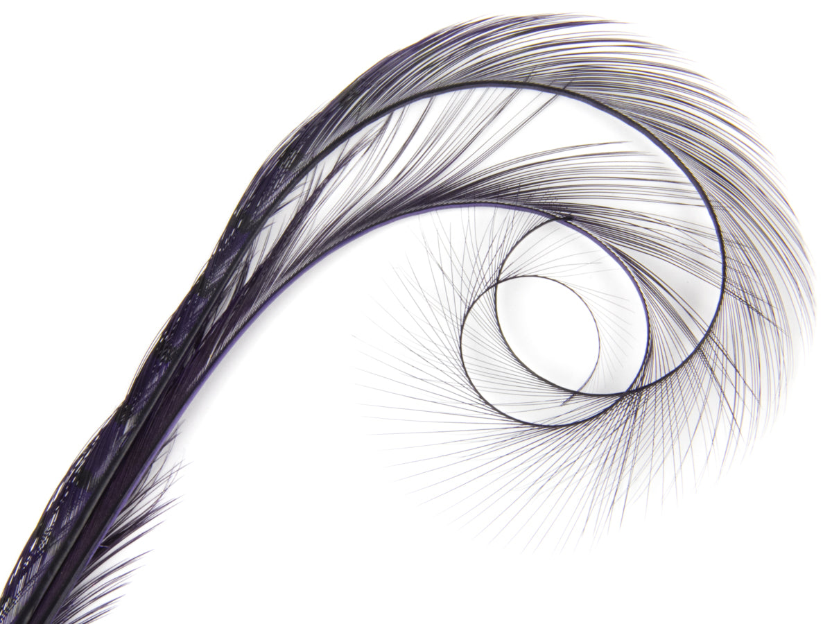 Burnt Curled Double Ringneck Pheasant Feather Purple