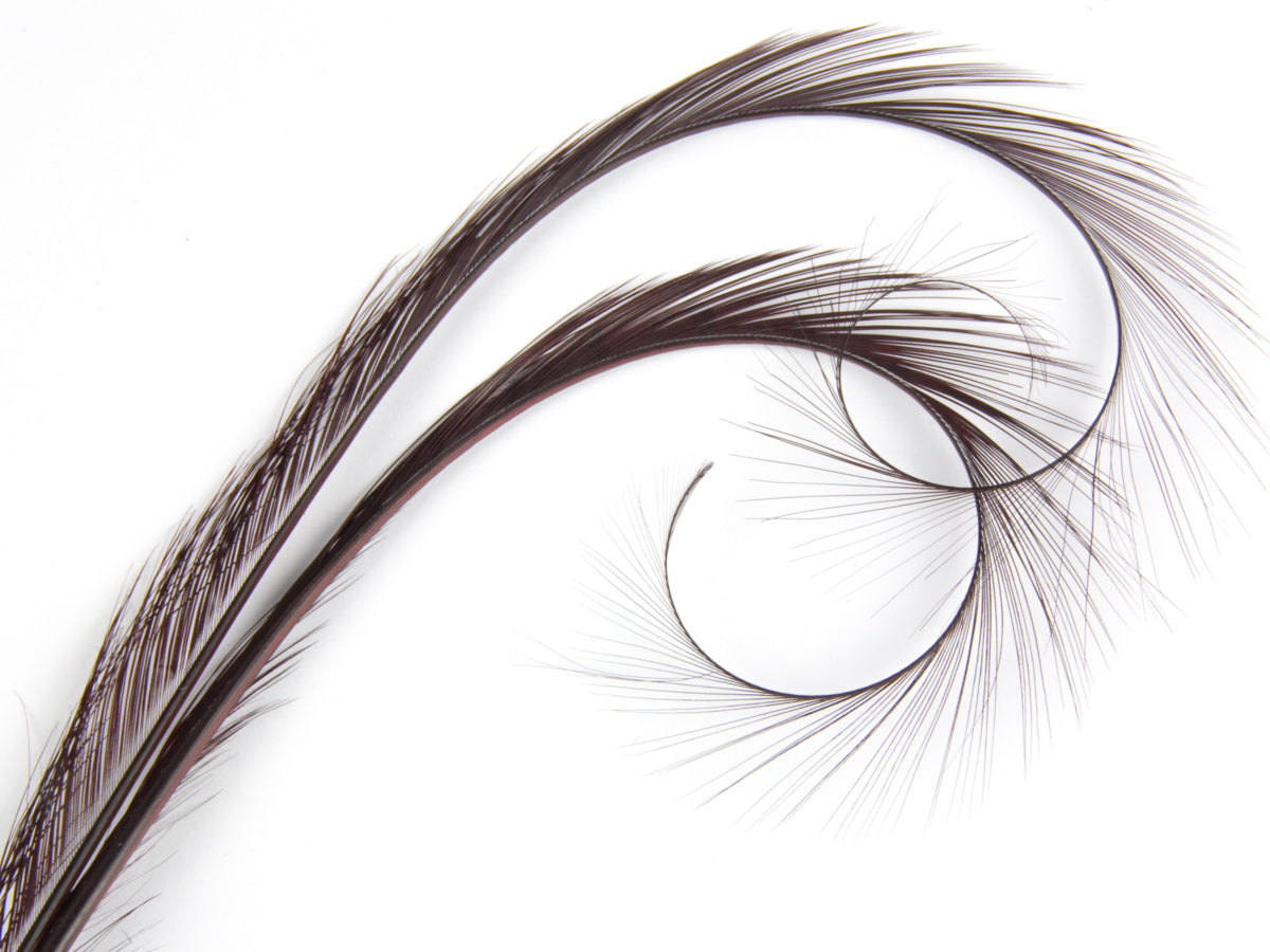 Burnt Curled Double Ringneck Pheasant Feather Burgundy