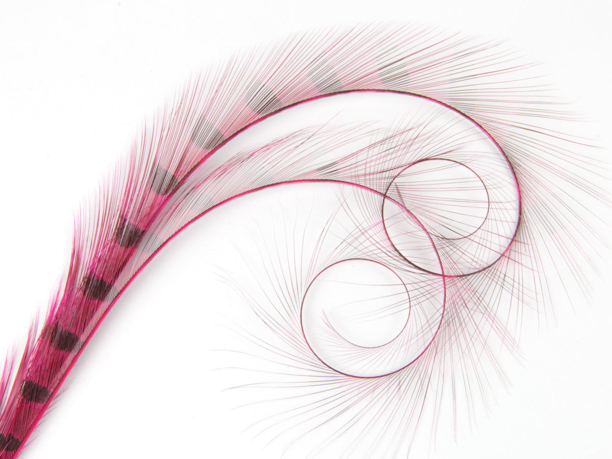 Burnt Curled Double Ringneck Pheasant Feather Shocking Pink