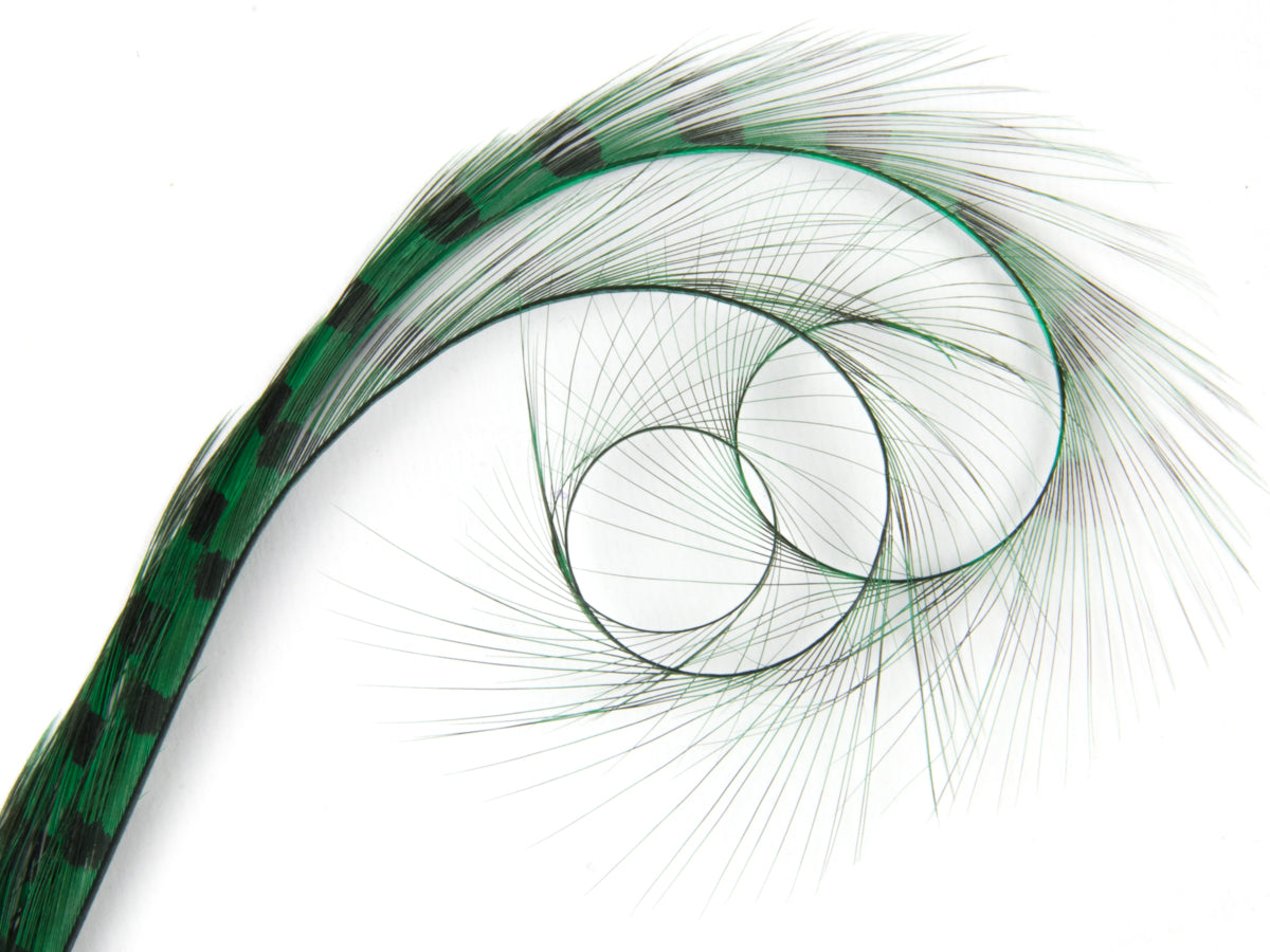 Burnt Curled Double Ringneck Pheasant Feather Emerald