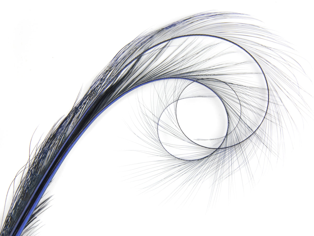 Burnt Curled Double Ringneck Pheasant Feather Royal