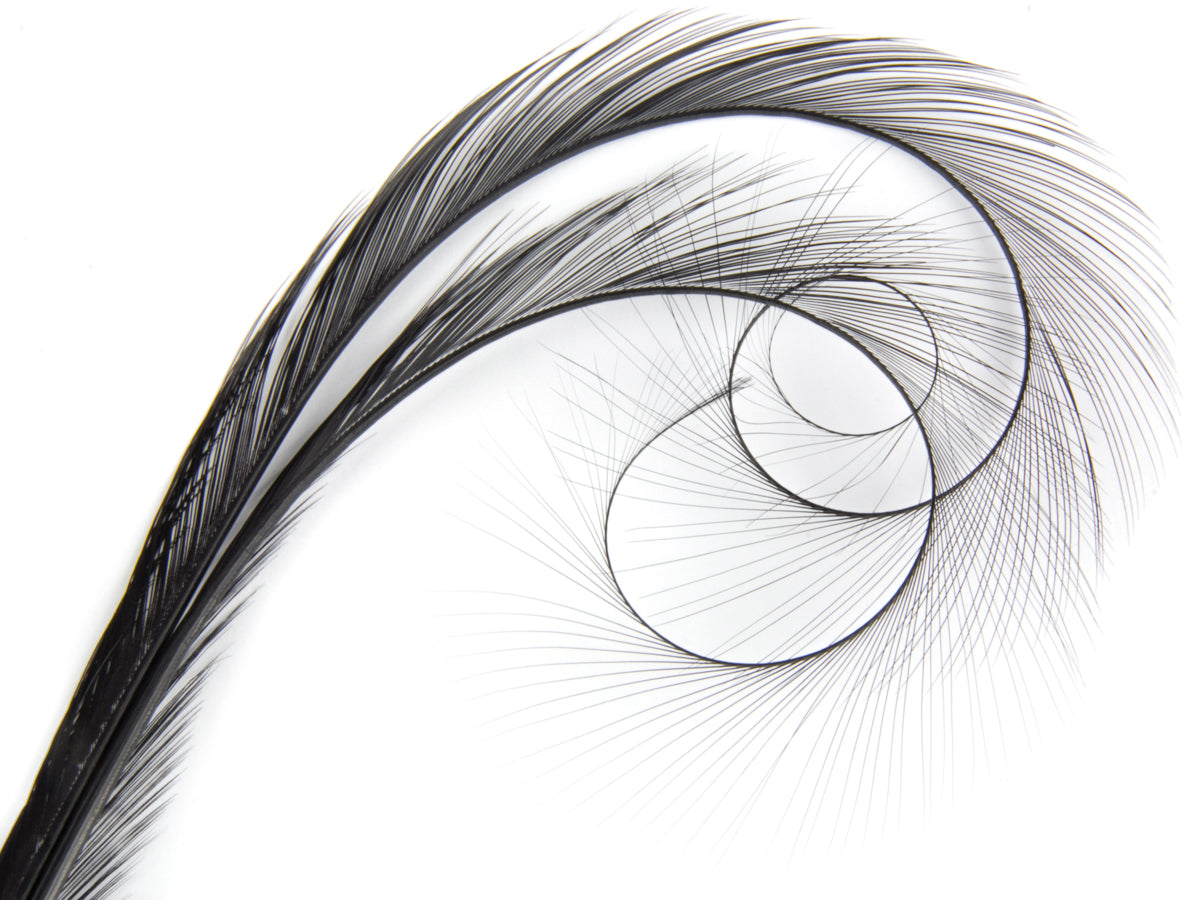Burnt Curled Double Ringneck Pheasant Feather Black