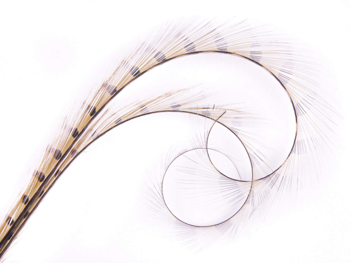 Burnt Curled Double Ringneck Pheasant Feather Natural (Pheasant)