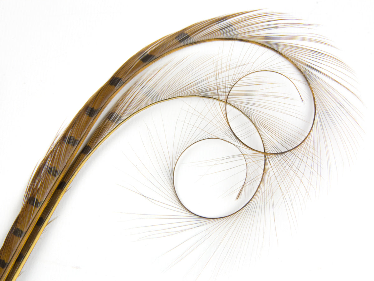 Burnt Curled Double Ringneck Pheasant Feather Gold
