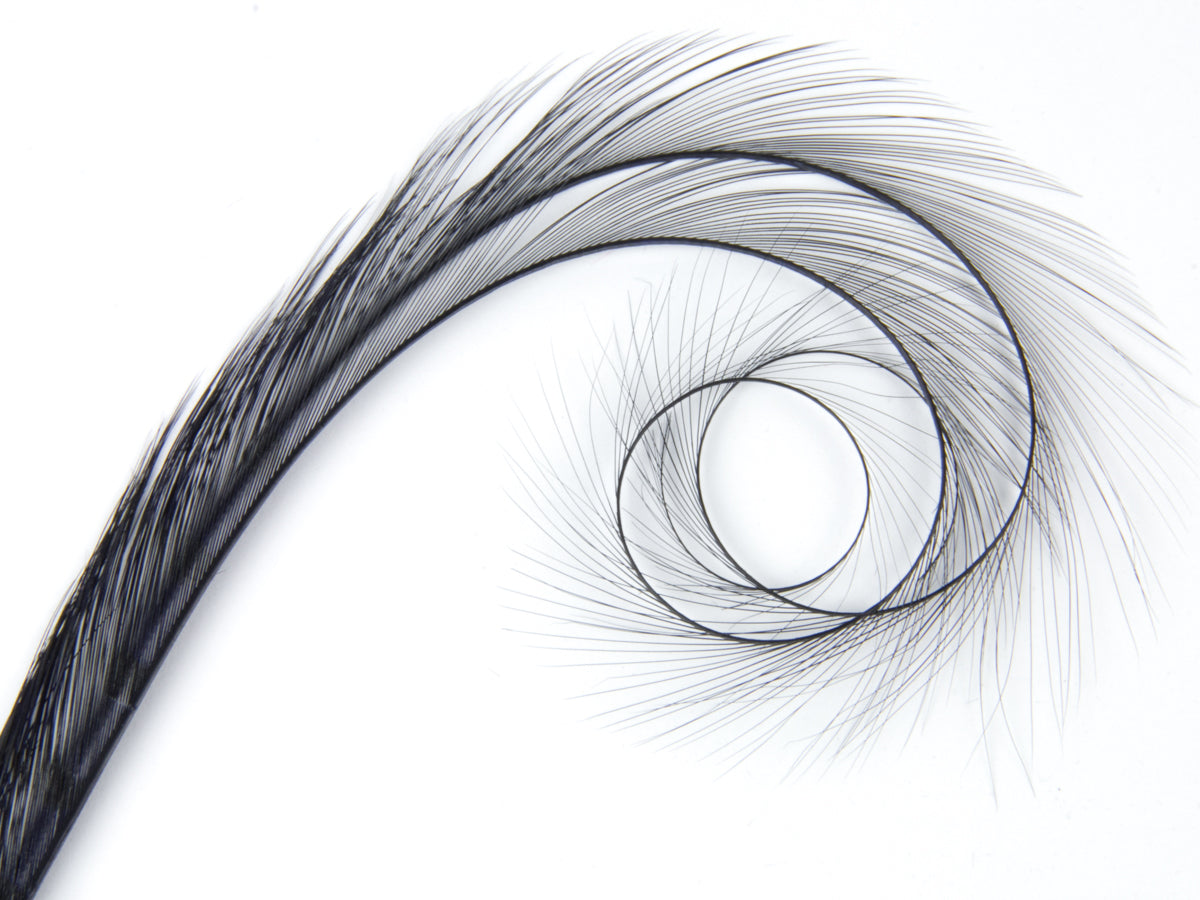 Burnt Curled Double Ringneck Pheasant Feather Navy