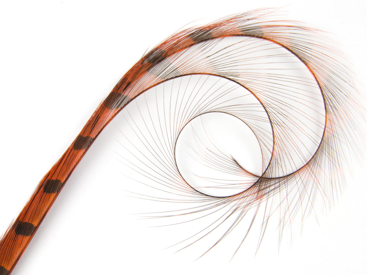 Burnt Curled Double Ringneck Pheasant Feather Orange