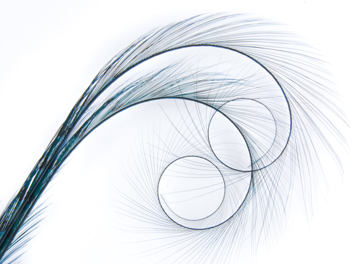 Burnt Curled Double Ringneck Pheasant Feather Turquoise