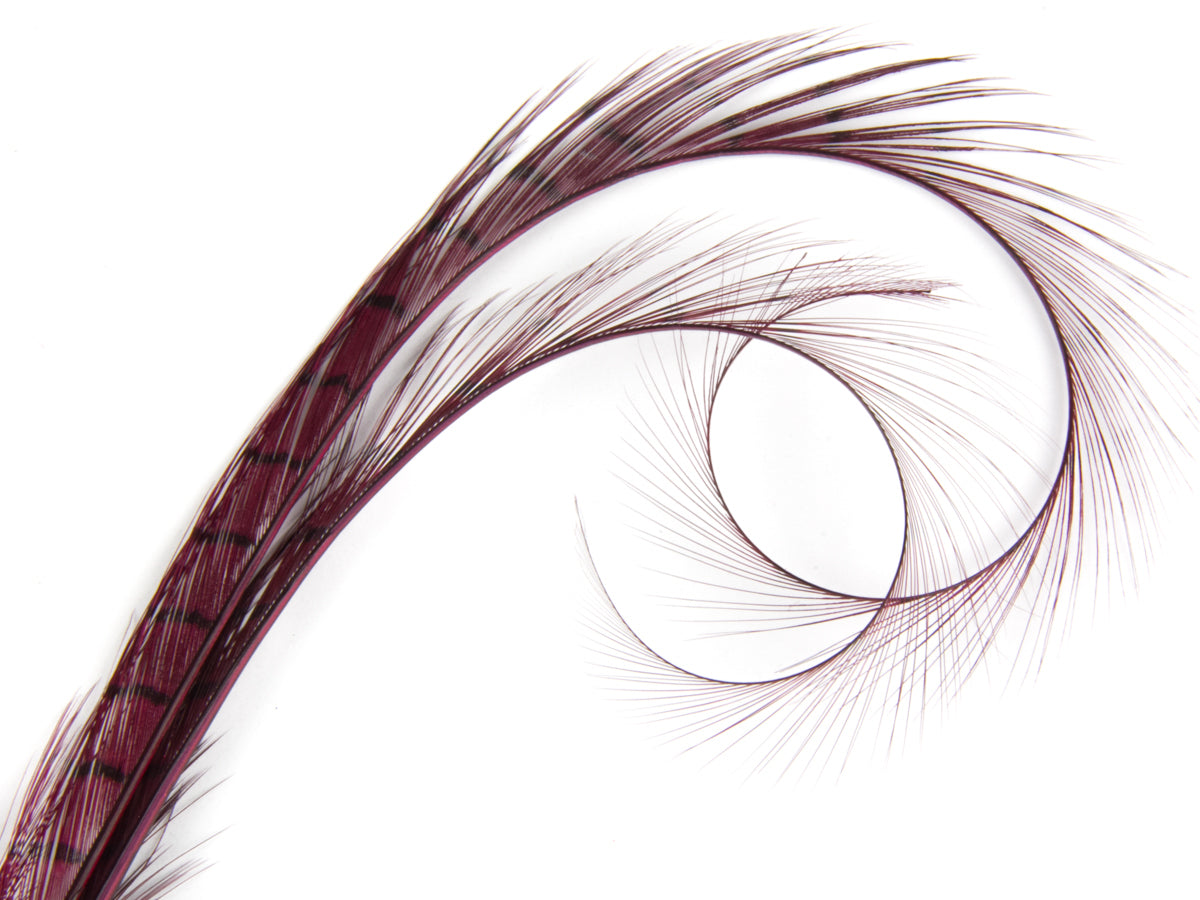 Burnt Curled Double Ringneck Pheasant Feather Fuchsia