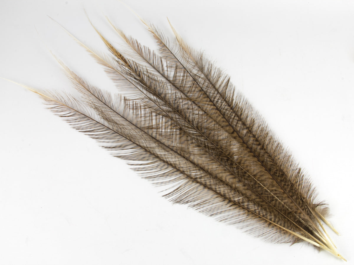 burnt golden pheasant 2