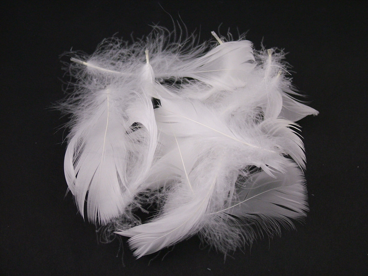 Goose Coquille Feathers Bulk