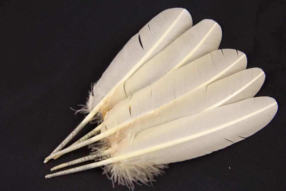 Turkey Quill Feather (25-30cm) Champagne