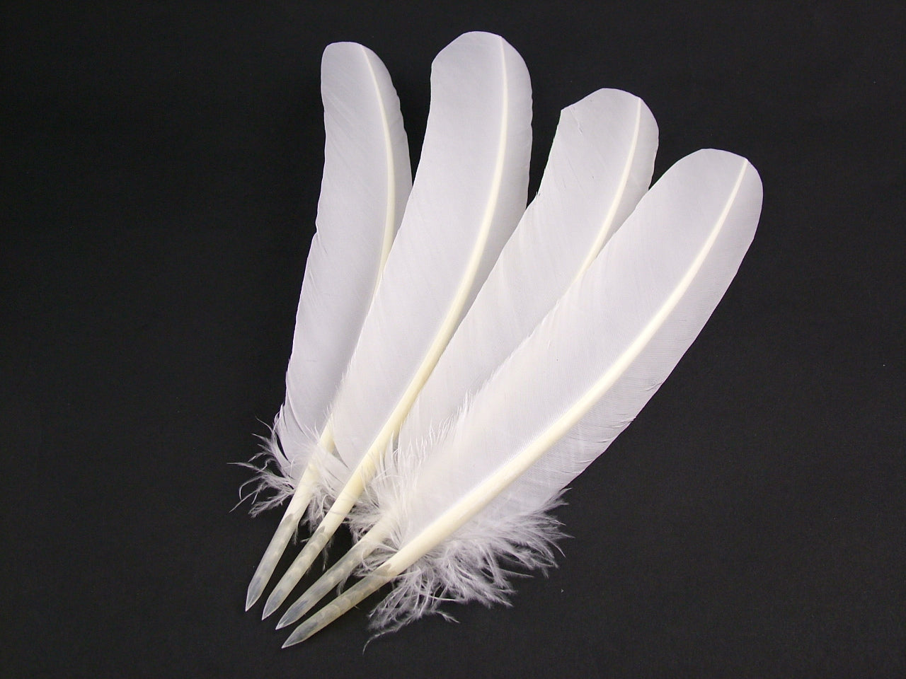 Authentic Turkey Quill Pen - pack of 3