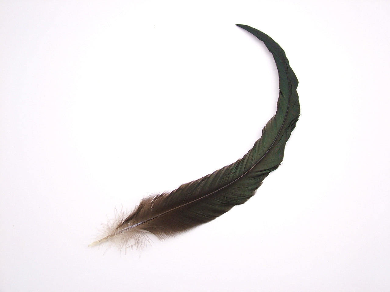 Natural Bronze Coque Feathers