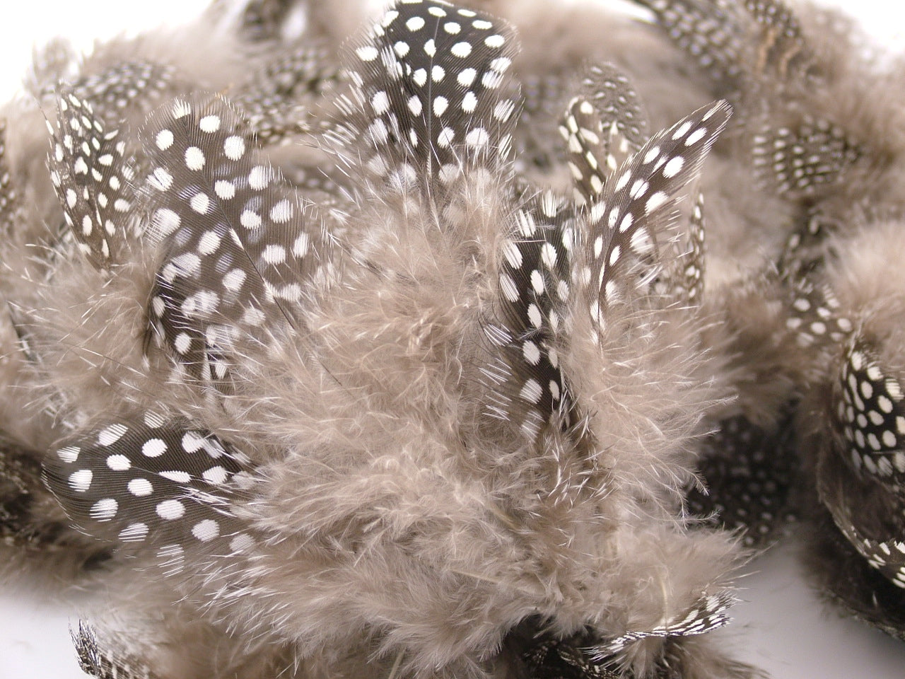 Guinea Fowl Plumage Feathers Bulk